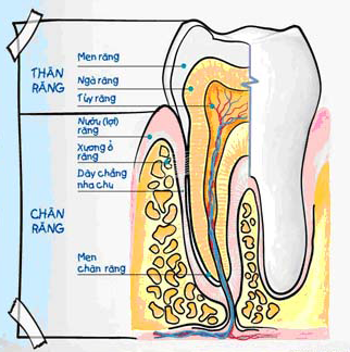 Cấu trúc của răng và mô nha chu