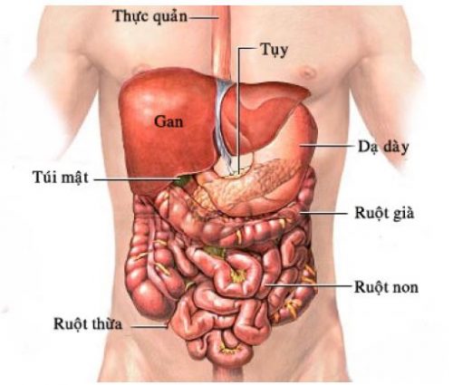 Vị trí của gan trong ổ bụng