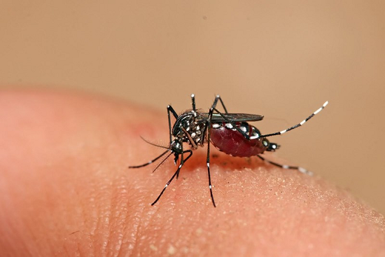 Muỗi vằn là vật chủ trung gian truyền bệnh sốt xuất huyết Dengue